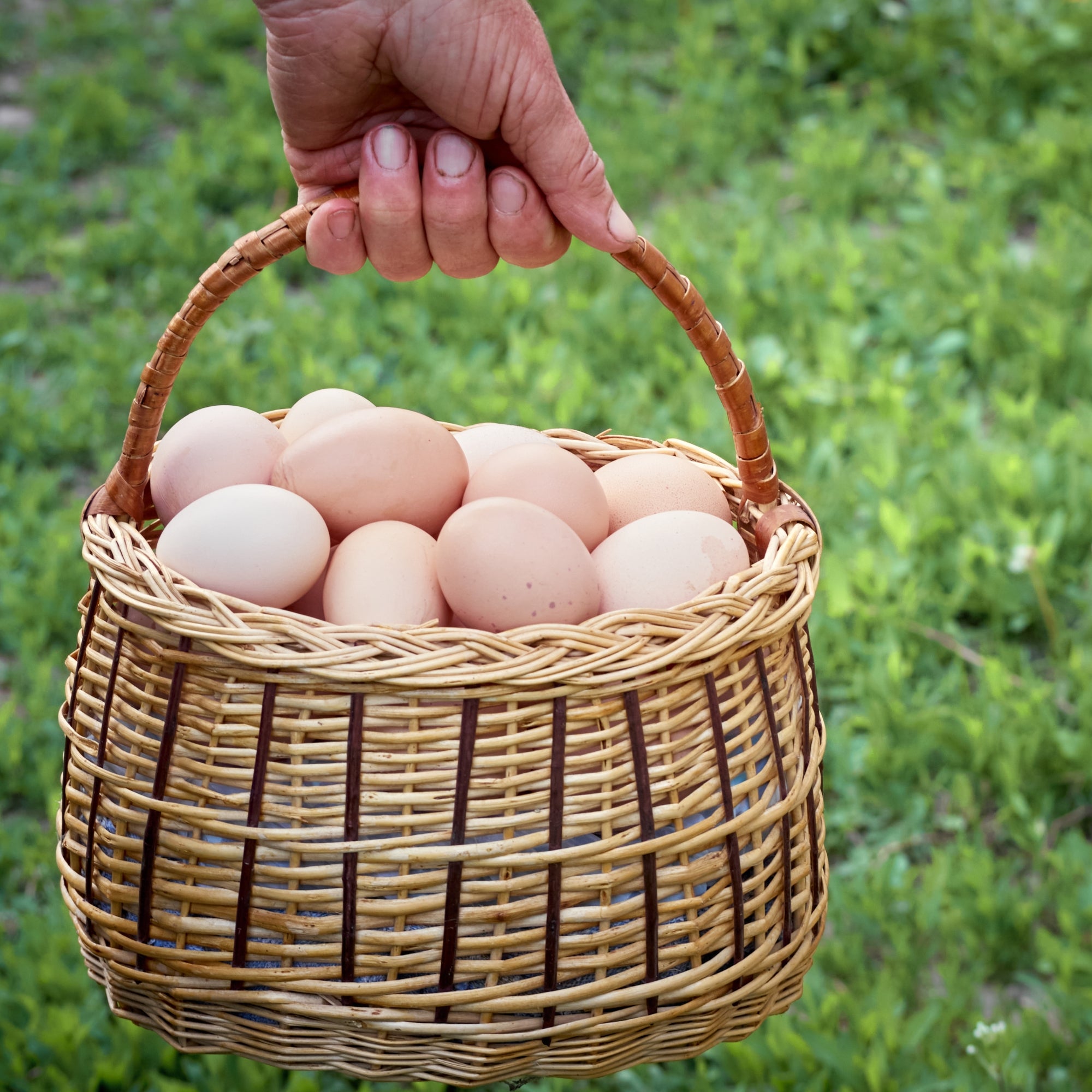 Ceramic Egg Holder